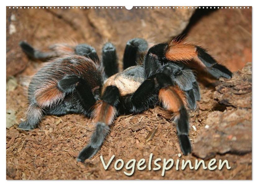 Vogelspinnen (Wandkalender 2027 DIN A2 quer) CALVENDO Monatskalender