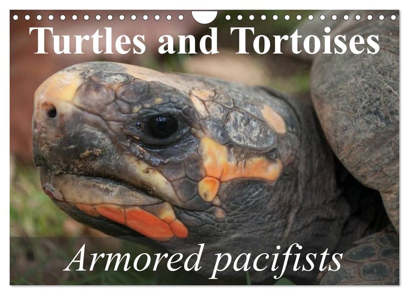 Turtles and Tortoises - Armored pacifists (Wall Calendar 2027 DIN A4 landscape) CALVENDO 12 Month Wall Calendar