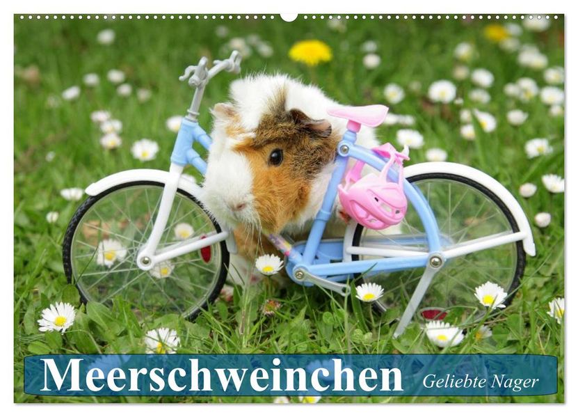Meerschweinchen. Geliebte Nager (Wandkalender 2027 DIN A2 quer) CALVENDO Monatskalender