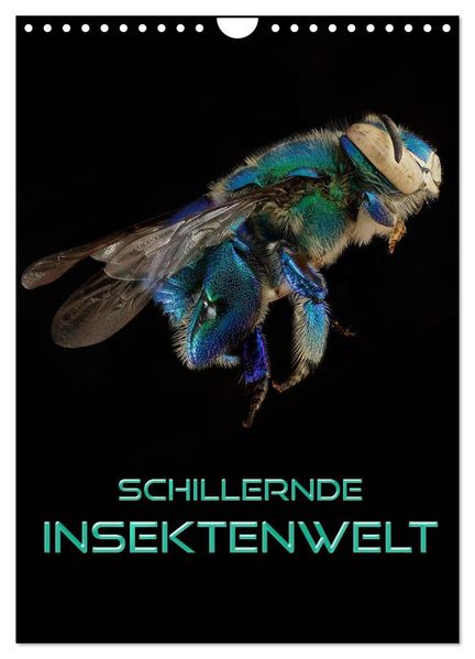 Schillernde Insektenwelt (Wandkalender 2027 DIN A4 hoch) CALVENDO Monatskalender