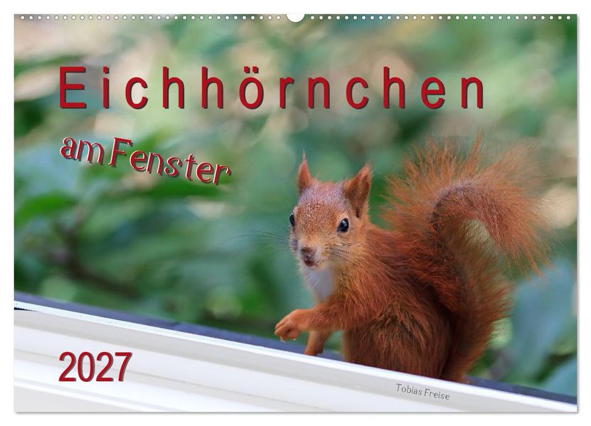 Eichhörnchen am Fenster (Wandkalender 2027 DIN A2 quer) CALVENDO Monatskalender