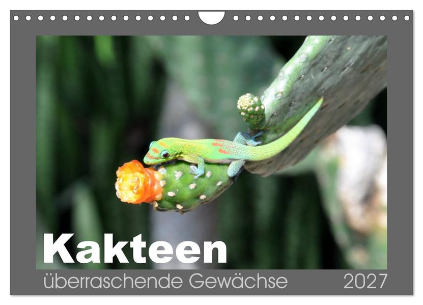 Kakteen - überraschende Gewächse (Wandkalender 2027 DIN A4 quer) CALVENDO Monatskalender