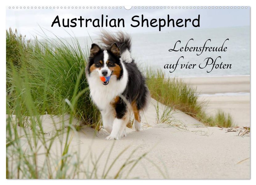 Australian Shepherd - Lebensfreude auf vier Pfoten (Wandkalender 2027 DIN A2 quer) CALVENDO Monatskalender