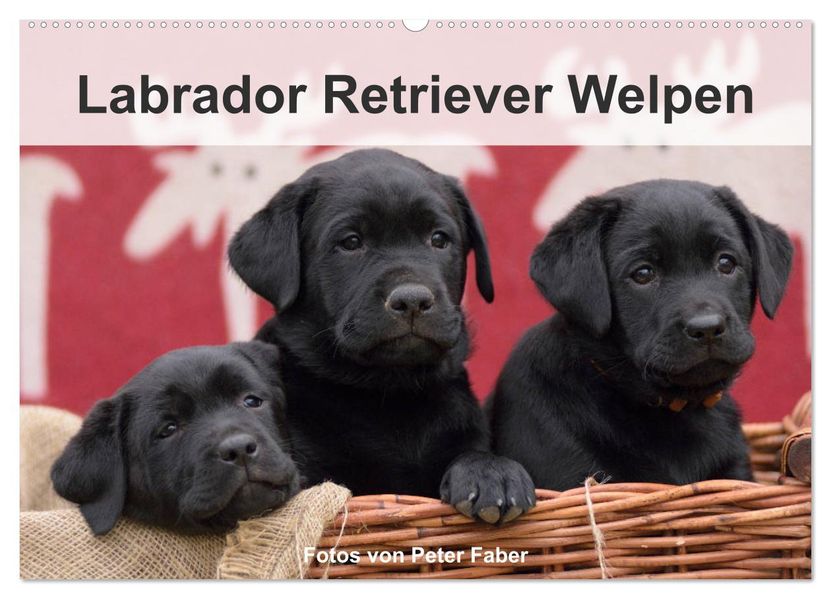 Labrador Retriever Welpen (Wandkalender 2027 DIN A2 quer) CALVENDO Monatskalender