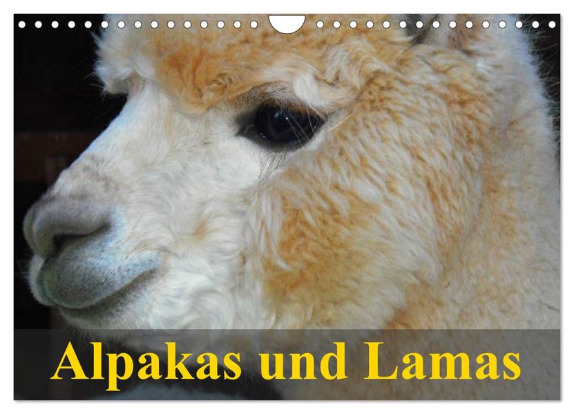 Alpakas und Lamas (Wandkalender 2027 DIN A4 quer) CALVENDO Monatskalender