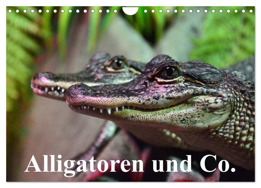 Alligatoren und Co. (Wandkalender 2027 DIN A4 quer) CALVENDO Monatskalender