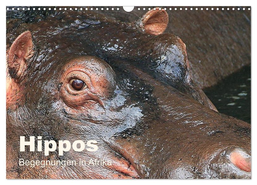 Hippos - Begegnungen in Afrika (Wandkalender 2027 DIN A3 quer) CALVENDO Monatskalender