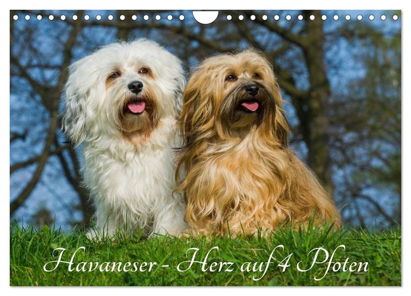 Havaneser - Herz auf 4 Pfoten (Wandkalender 2027 DIN A4 quer) CALVENDO Monatskalender