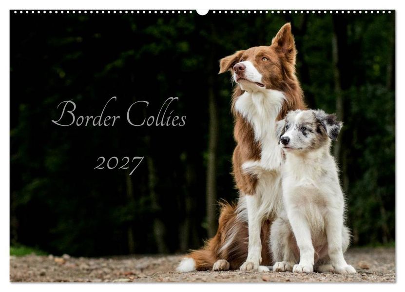 Border Collies 2027 (Wandkalender 2027 DIN A2 quer) CALVENDO Monatskalender