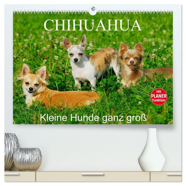Chihuahua - Kleine Hunde ganz groß (hochwertiger Premium Wandkalender 2027 DIN A2 quer) Kunstdruck in Hochglanz