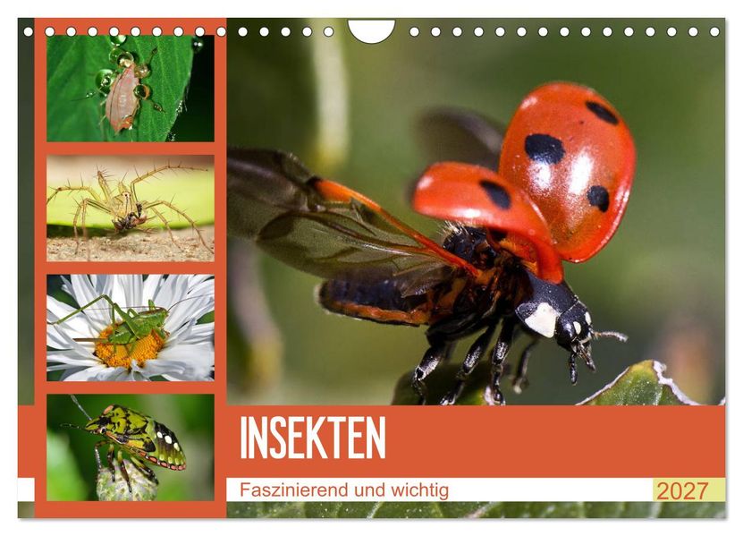 Insekten. Faszinierend und wichtig (Wandkalender 2027 DIN A4 quer) CALVENDO Monatskalender