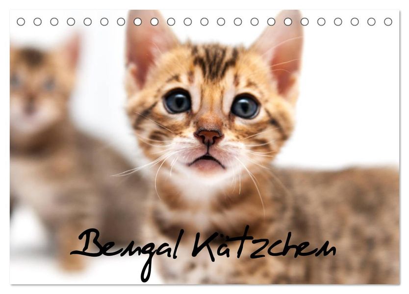Bengal Kätzchen (Tischkalender 2027 DIN A5 quer) CALVENDO Monatskalender