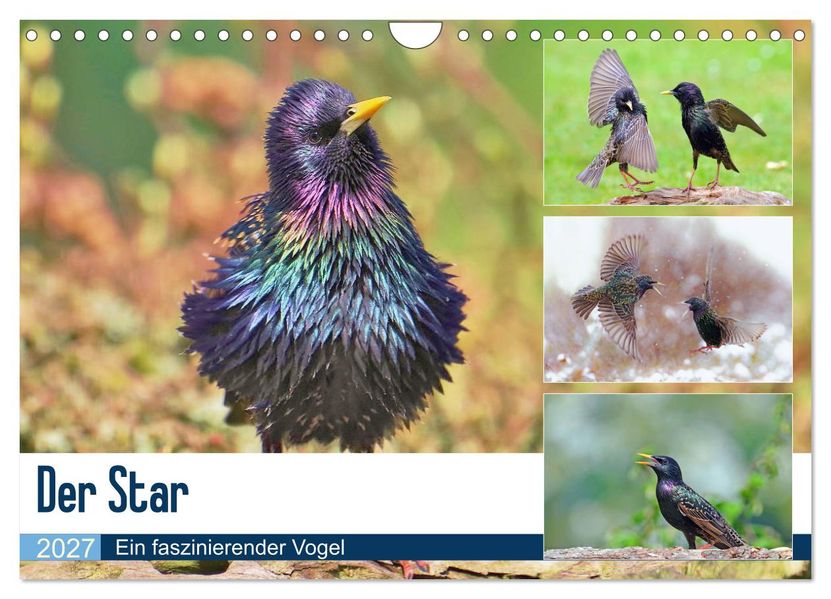 Der Star (Wandkalender 2027 DIN A4 quer) CALVENDO Monatskalender