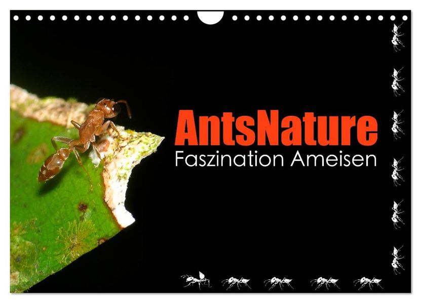 AntsNature - Faszination Ameisen (Wandkalender 2027 DIN A4 quer) CALVENDO Monatskalender