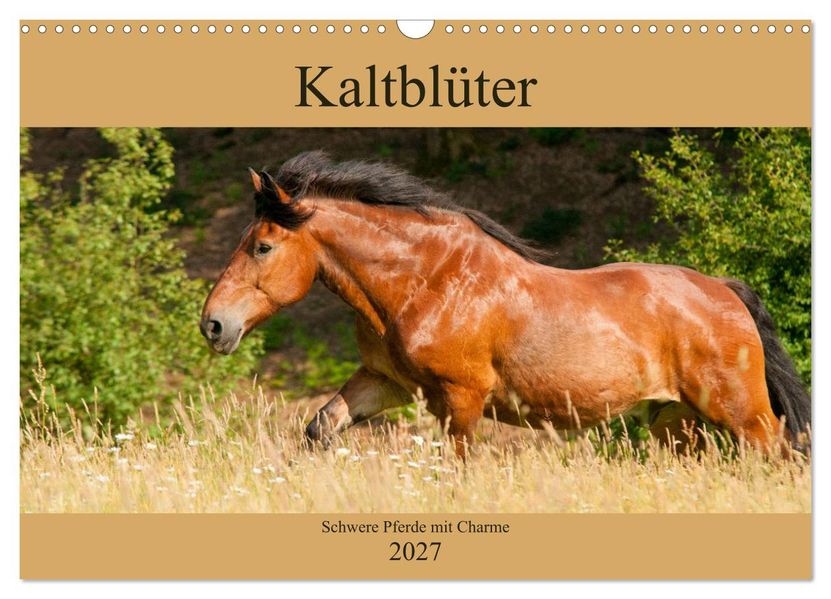 Kaltblüter - Schwere Pferde mit Charme (Wandkalender 2027 DIN A3 quer) CALVENDO Monatskalender