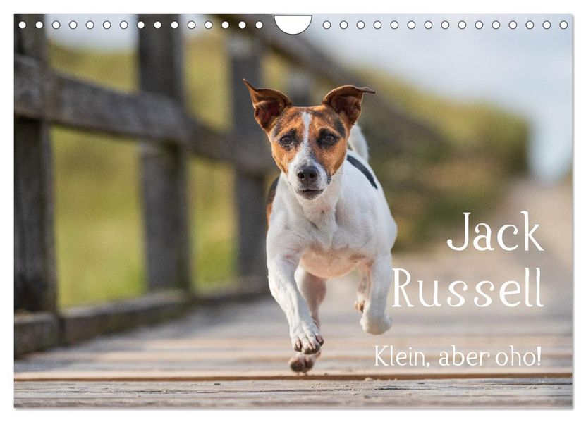 Jack Russell - Klein aber oho! (Wandkalender 2027 DIN A4 quer) CALVENDO Monatskalender