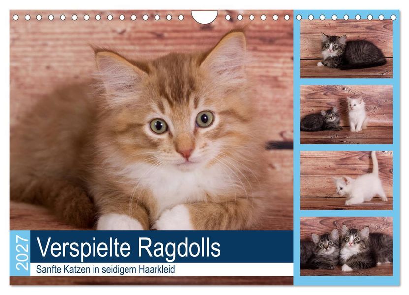 Verspielte Ragdolls -Sanfte Katzen in seidigem Haarkleid (Wandkalender 2027 DIN A4 quer) CALVENDO Monatskalender
