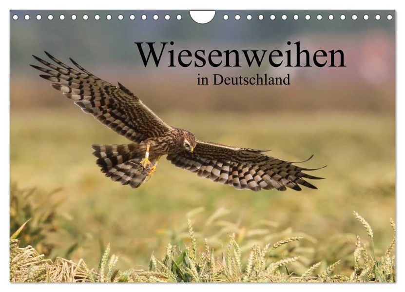 Wiesenweihen in Deutschland (Wandkalender 2027 DIN A4 quer) CALVENDO Monatskalender