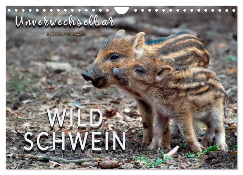 Unverwechselbar - Wildschwein (Wandkalender 2027 DIN A4 quer) CALVENDO Monatskalender