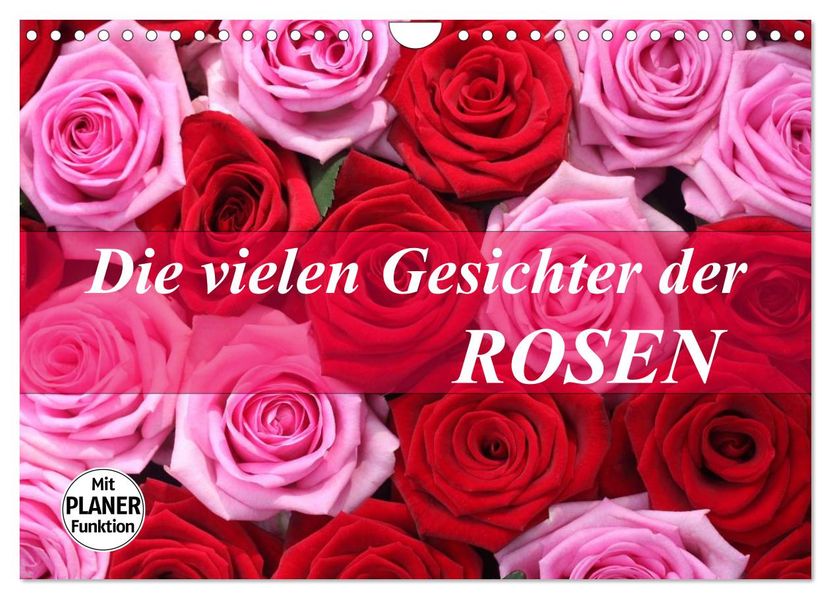 Die vielen Gesichter der Rosen (Wandkalender 2027 DIN A4 quer) CALVENDO Monatskalender