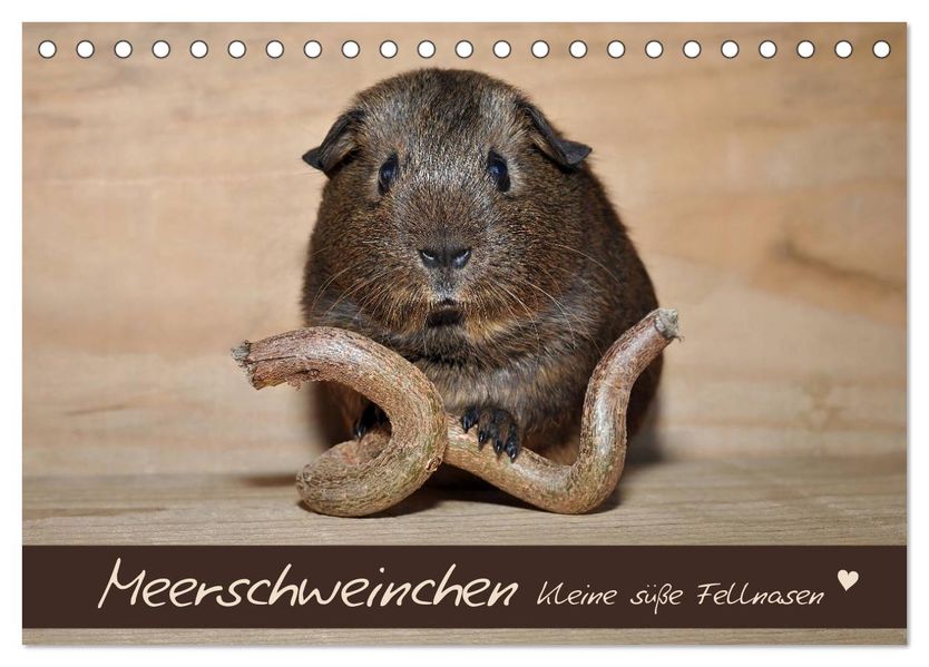 Meerschweinchen - Kleine süße Fellnasen (Tischkalender 2027 DIN A5 quer) CALVENDO Monatskalender