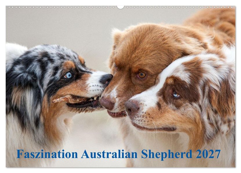 Australian Shepherd 2027 (Wandkalender 2027 DIN A2 quer) CALVENDO Monatskalender