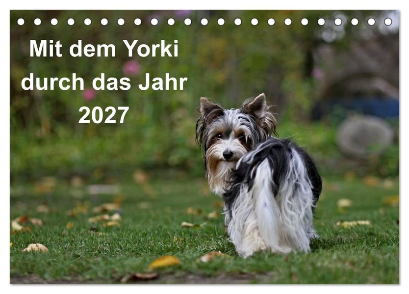 Mit dem Yorki durch das Jahr 2027 (Tischkalender 2027 DIN A5 quer) CALVENDO Monatskalender