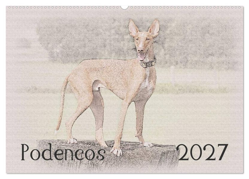 Podencos 2027 (Wandkalender 2027 DIN A2 quer) CALVENDO Monatskalender