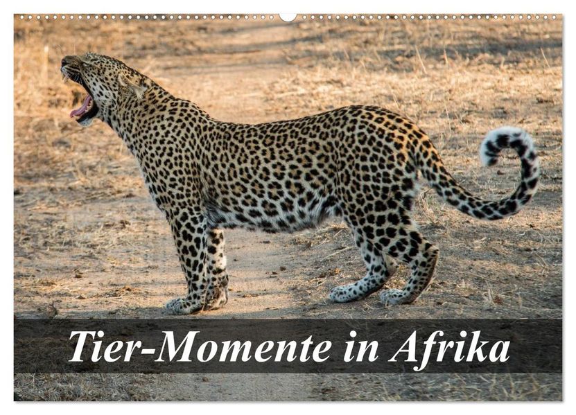 Tier-Momente in Afrika (Wandkalender 2027 DIN A2 quer) CALVENDO Monatskalender