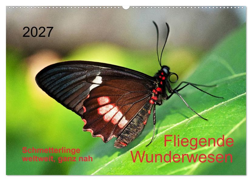 Fliegende Wunderwesen. Schmetterlinge weltweit ganz nah (Wandkalender 2027 DIN A2 quer) CALVENDO Monatskalender