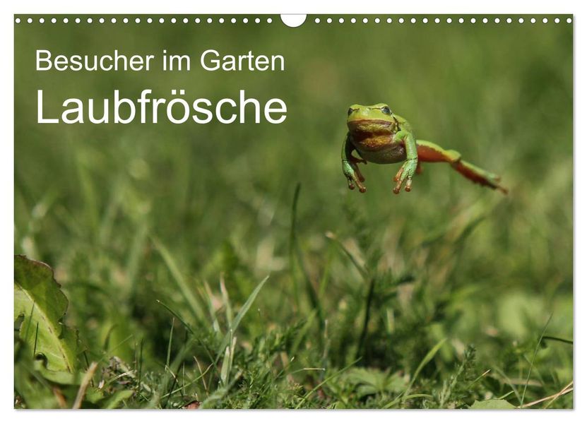 Besucher im Garten - Laubfrösche (Wandkalender 2027 DIN A3 quer) CALVENDO Monatskalender