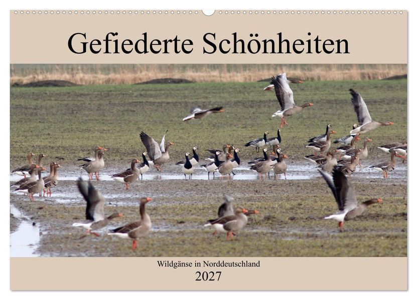 Gefiederte Schönheiten - Wildgänse in Norddeutschland (Wandkalender 2027 DIN A2 quer) CALVENDO Monatskalender