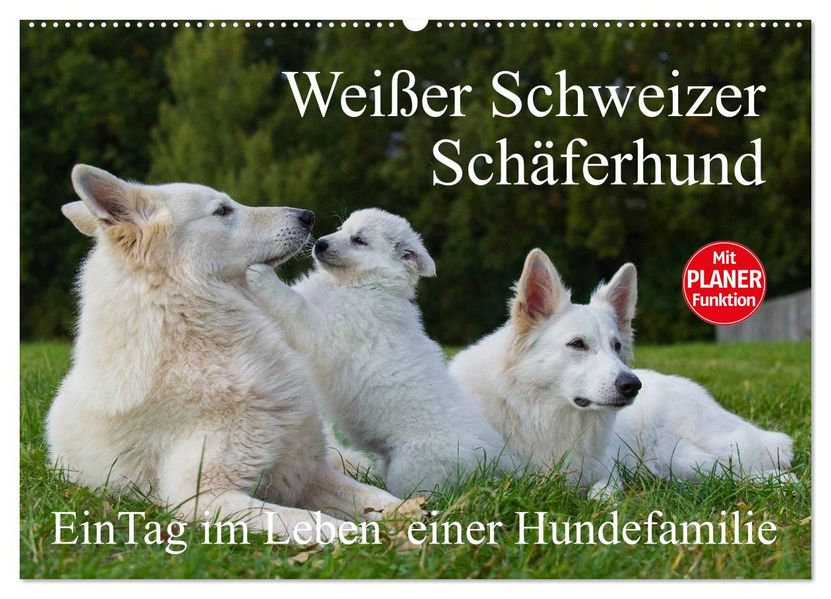 Weißer Schweizer Schäferhund - Ein Tag im Leben einer Hundefamilie (Wandkalender 2027 DIN A2 quer) CALVENDO Monatskalender