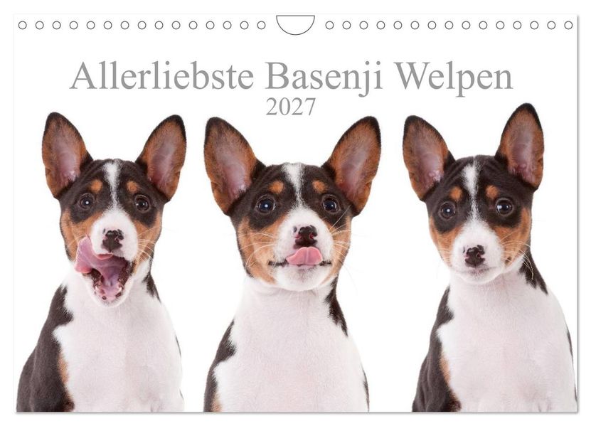 Allerliebste Basenji Welpen 2027 (Wandkalender 2027 DIN A4 quer) CALVENDO Monatskalender