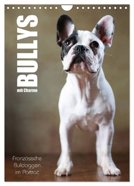 Bullys mit Charme - Französische Bulldoggen im Portrait (Wandkalender 2027 DIN A4 hoch) CALVENDO Monatskalender