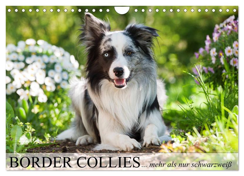 Border Collies - nicht nur schwarzweiß (Wandkalender 2027 DIN A4 quer) CALVENDO Monatskalender