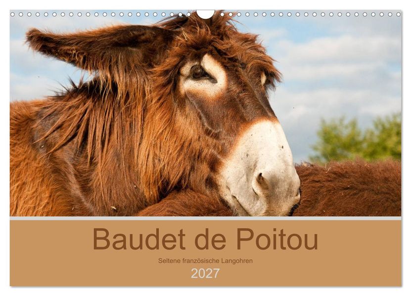 Baudet de Poitou - Seltene französische Langohren (Wandkalender 2027 DIN A3 quer) CALVENDO Monatskalender