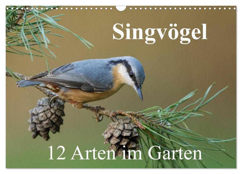 Singvögel - 12 Arten im Garten (Wandkalender 2027 DIN A3 quer) CALVENDO Monatskalender