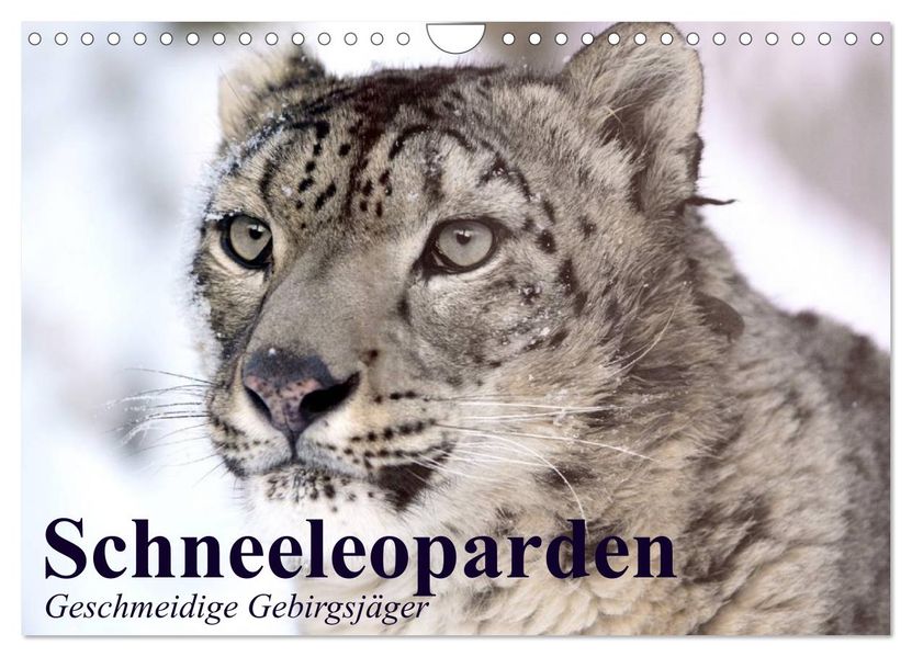 Schneeleoparden. Geschmeidige Gebirgsjäger (Wandkalender 2027 DIN A4 quer) CALVENDO Monatskalender