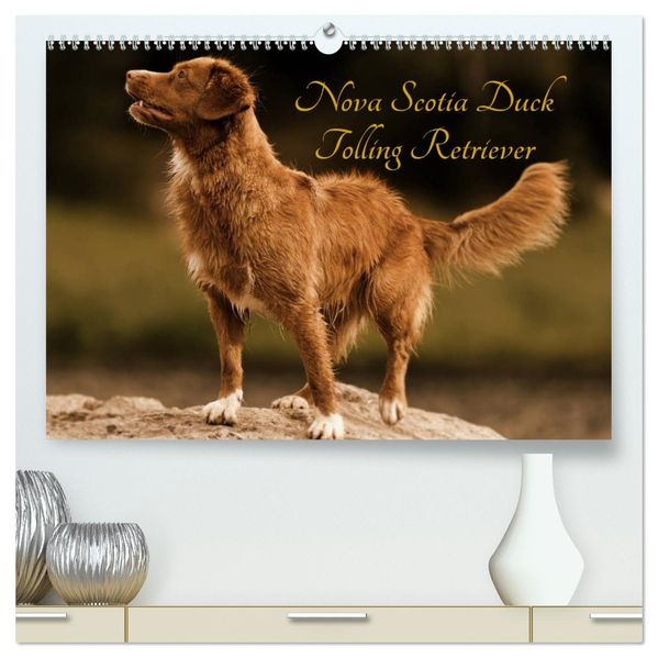 Nova Scotia Duck Tolling Retriever (hochwertiger Premium Wandkalender 2027 DIN A2 quer) Kunstdruck in Hochglanz