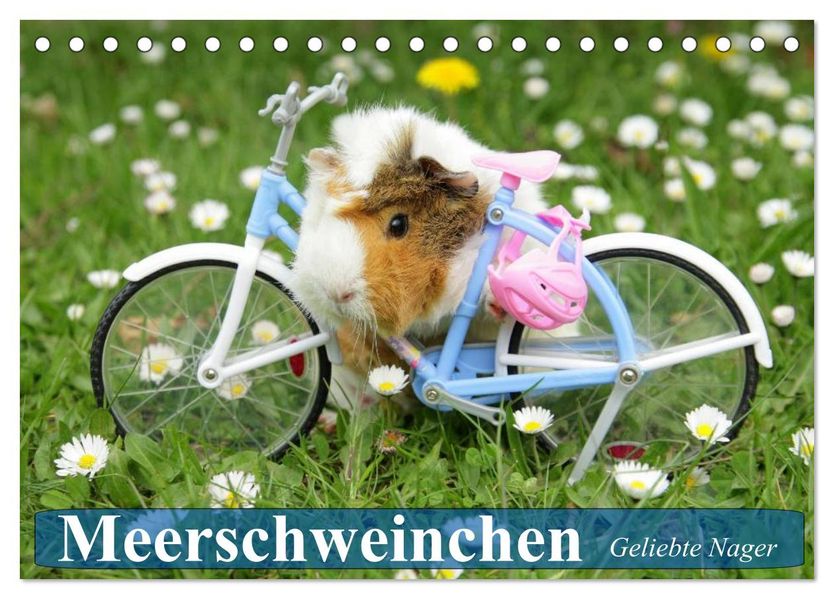 Meerschweinchen. Geliebte Nager (Tischkalender 2027 DIN A5 quer) CALVENDO Monatskalender