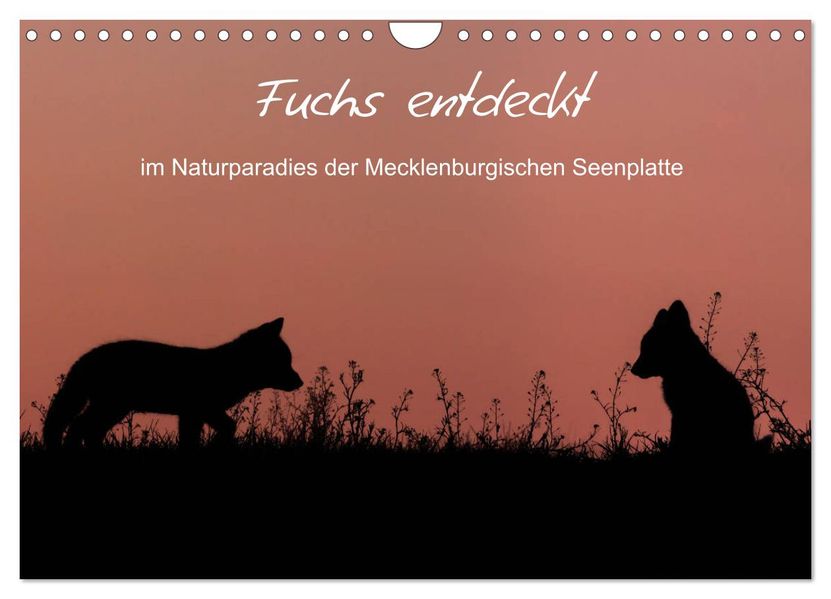 Fuchs entdeckt - im Naturparadies der Mecklenburgischen Seenplatte (Wandkalender 2027 DIN A4 quer) CALVENDO Monatskalender
