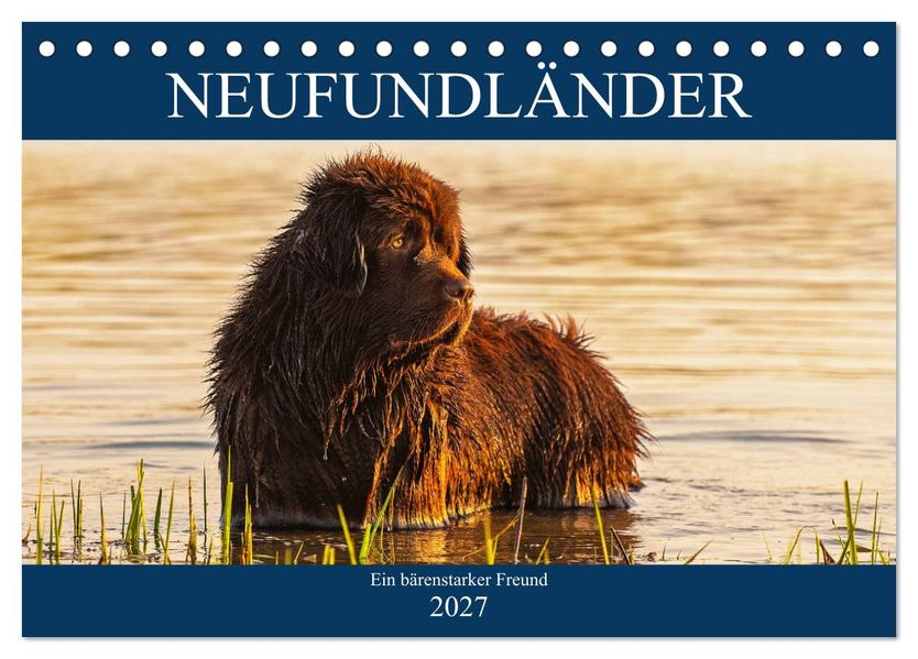 Neufundländer - Ein bärenstarker Freund (Tischkalender 2027 DIN A5 quer) CALVENDO Monatskalender