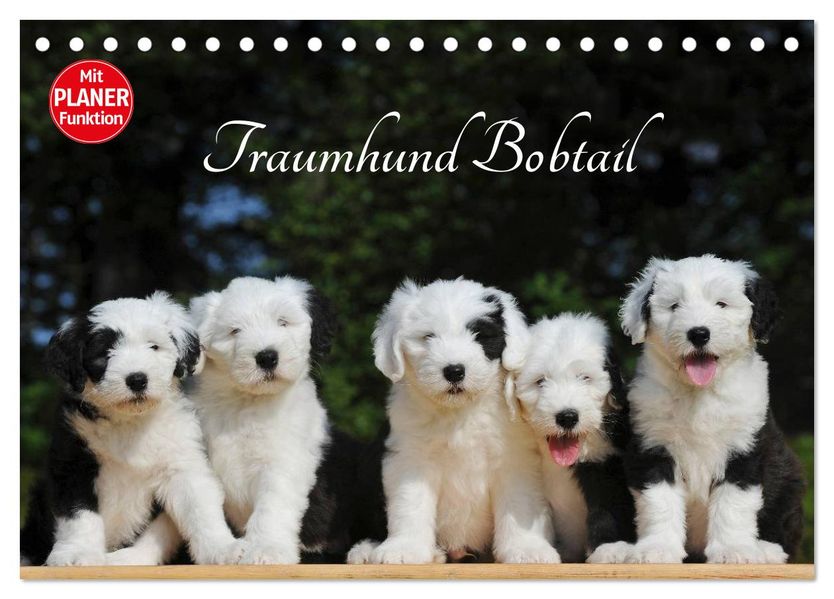 Traumhund Bobtail (Tischkalender 2027 DIN A5 quer) CALVENDO Monatskalender