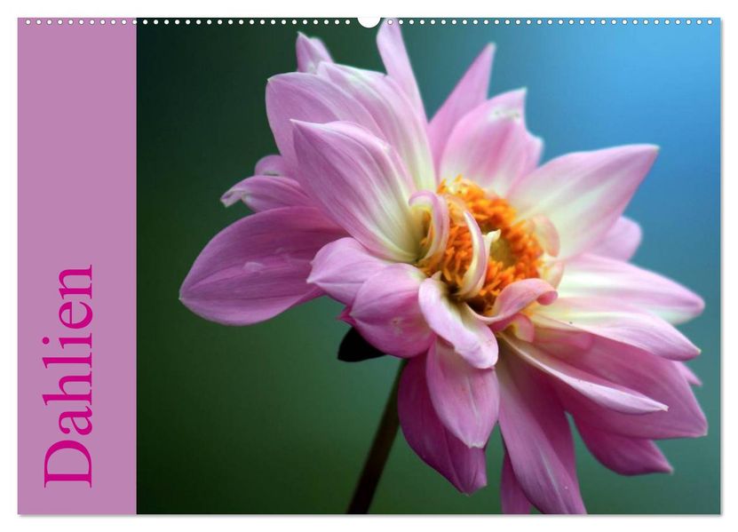 Dahlien (Wandkalender 2027 DIN A2 quer) CALVENDO Monatskalender