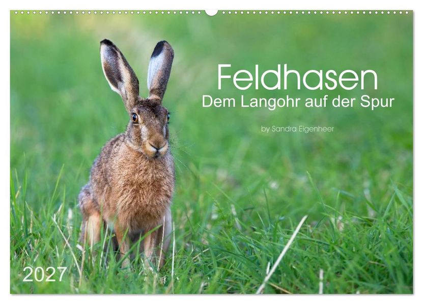 Feldhasen - dem Langohr auf der Spur (Wandkalender 2027 DIN A2 quer) CALVENDO Monatskalender
