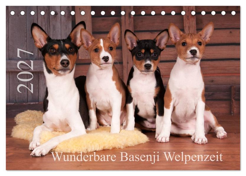 Wunderbare Basenji Welpenzeit (Tischkalender 2027 DIN A5 quer) CALVENDO Monatskalender