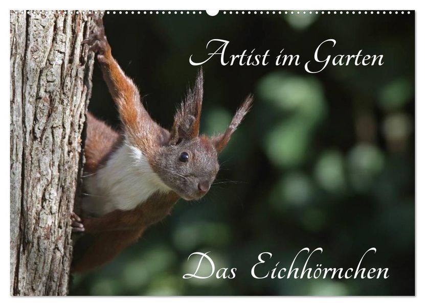 Artist im Garten. Das Eichhörnchen (Wandkalender 2027 DIN A2 quer) CALVENDO Monatskalender