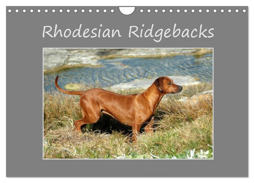 Rhodesian Ridgebacks (Wall Calendar 2027 DIN A4 landscape) CALVENDO 12 Month Wall Calendar