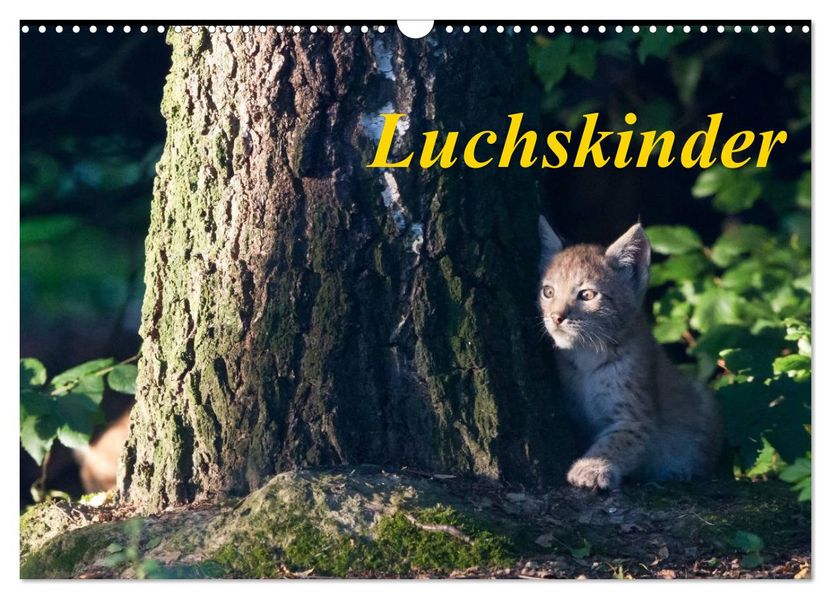 Luchskinder (Wandkalender 2027 DIN A3 quer) CALVENDO Monatskalender
